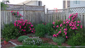Roses in flower garden