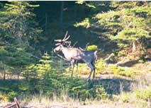 Caribou with antlers