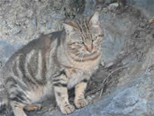 Cinque Terra cat
