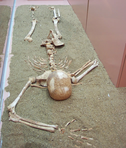 Skeleton exhibit